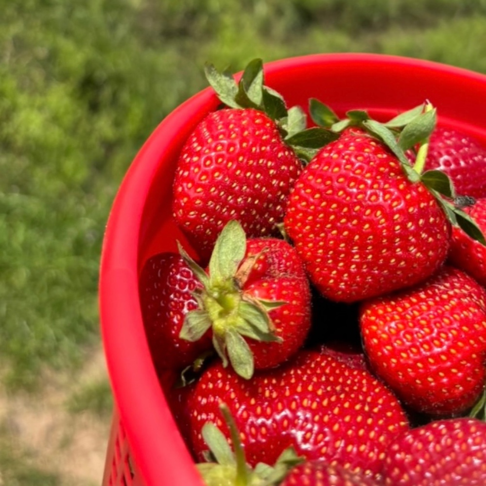 Meet your Posher, Darcy